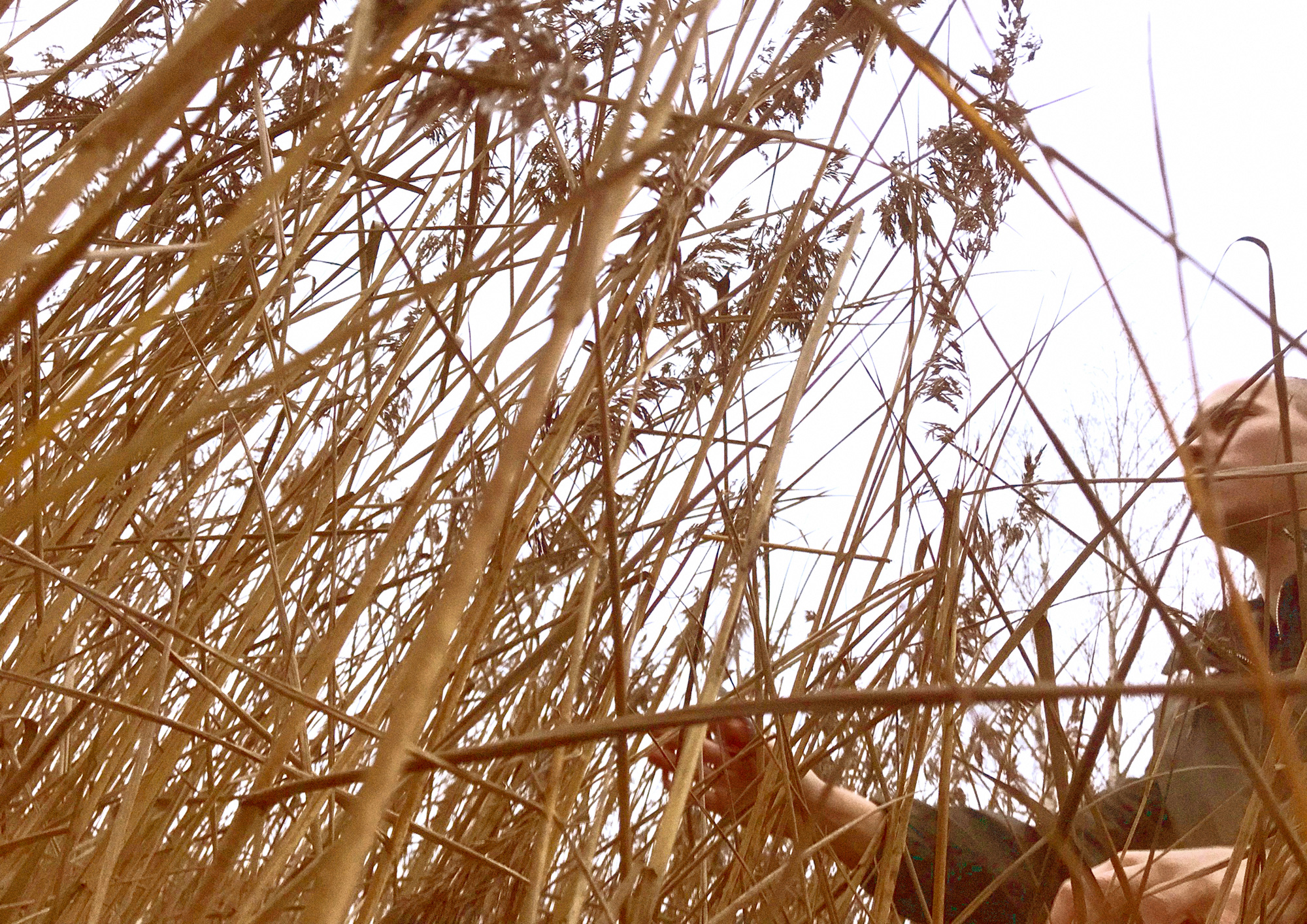 phragmites australis reeds photographed from below. A person with a shaved head is amongst the reeds.