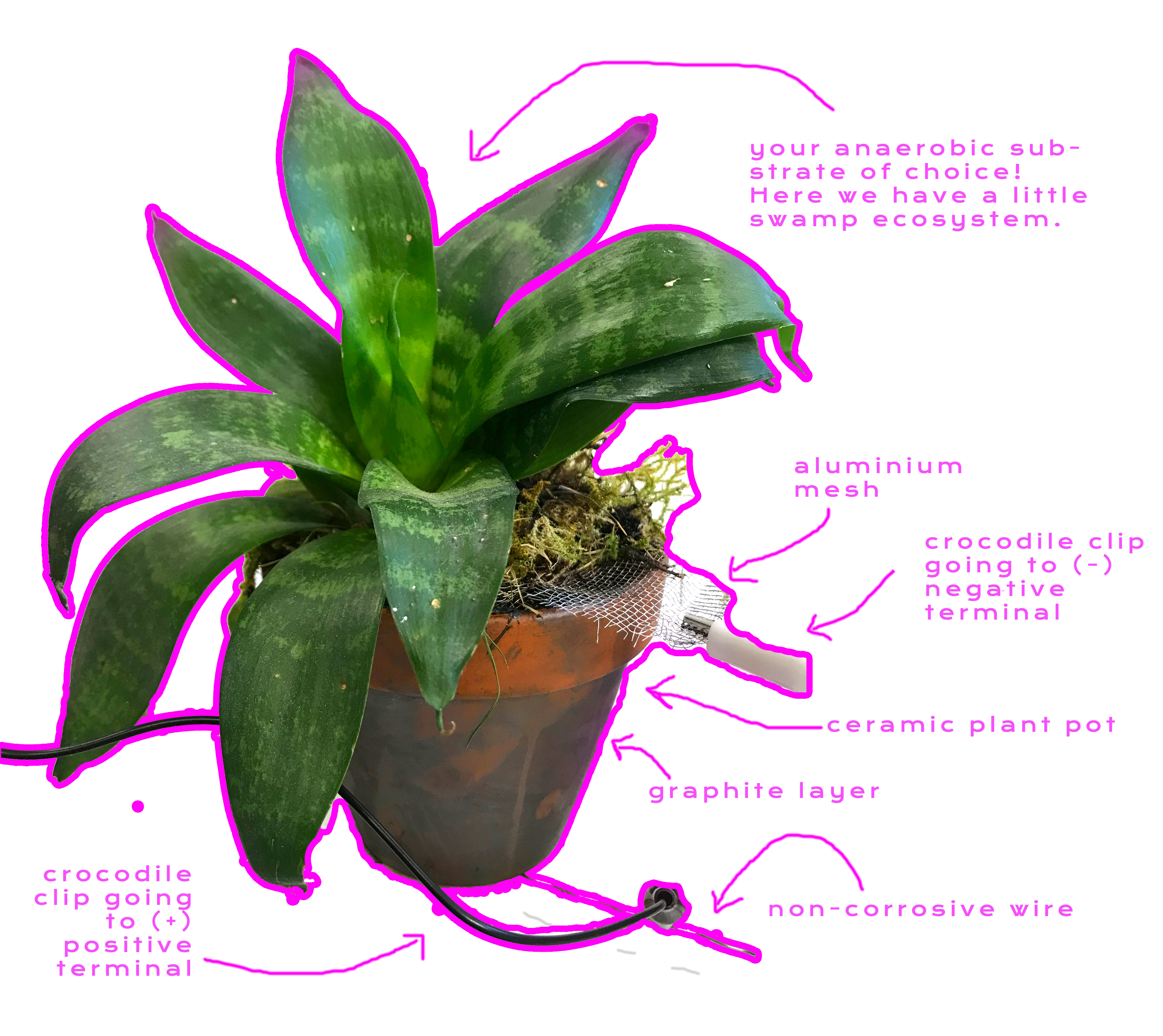 A homemade microbial Fuel cell with plants growing in it, with labels pointing to the different materials and components of the fuel cell with pink arrows