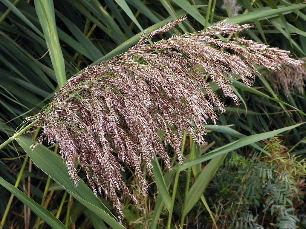 A close up of a phragmites australis head, with a fluffy head carrying many seeds on branched thin stems